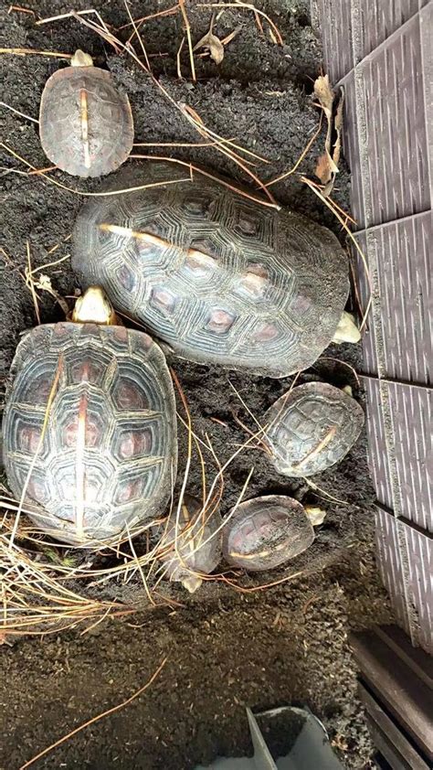 黃緣閉殼龜飼養|黃緣閉殼龜家庭飼養環境「龜谷鱉老」